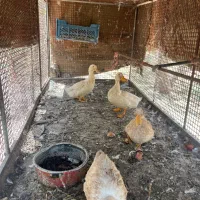 ۴ عدد اردک جوان