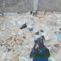 5 عدد کبوتر
