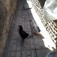 اردک