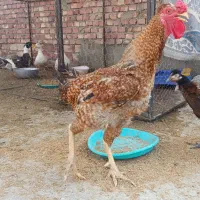خروس و اردک