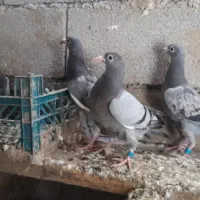 کبوتر
