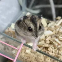 همستر|موش و خرگوش|شیراز, کوی قضات|دیوار