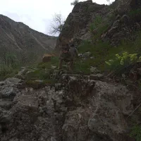 یه جفت پاکوتاه شیواوا نرو ماده هستن هردو جوان
