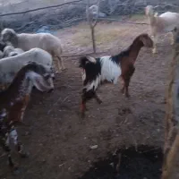 فروش دو تا بز ۴تا میش دوتا بره  ب صورت یکجا