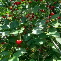 آلبالوی تازه برای شربت و مربا