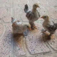 جوجه کوشین