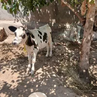 گوساله  سیمینتال ماده شیرمست ازمادری ۴۰ کیلو شیر