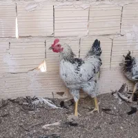مرغ و خروس تاقچه