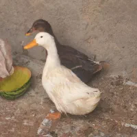 یک جفت اردک جوان