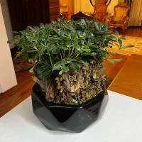 گیاه بونسای میخک هندی با گلدان