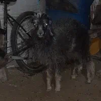 بره نر