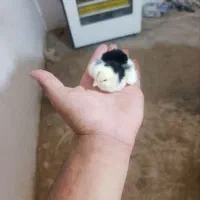 جوجه ۱۵روزه واکسینه شده