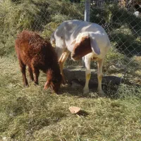 میش و بره شکم اول. دندون ننداخته هنوز