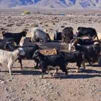 بز کهره دار جوان داشتی