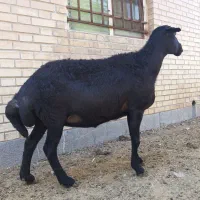 فروش میش افشاری  اصل جوان۲ماه آبستن داشتی