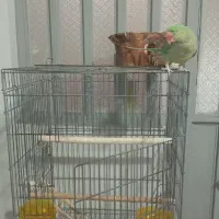 طوطی عروس هلندی و طوطی ملنگو و شاه طوطی