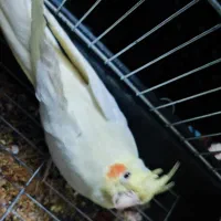 ماده تخم گذار