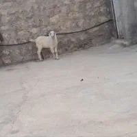 بز جوان