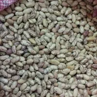 لوبیا چیتی ریز و درشت