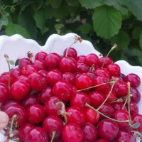 البالو و گوجه سبز تازه