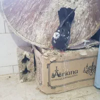 کبوتر نر پر