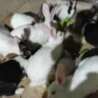 خرگوش