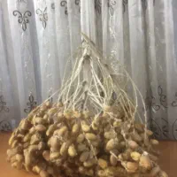 فروش خرما شاخه ای نصف قیمت