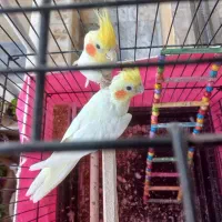عروس هلندی جفت مولد