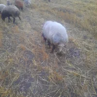 نر یا قوچ برای گله