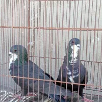 فروش کبوتر رسمیوسینه سیاه