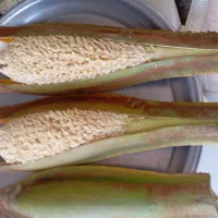 گرده‌نخل