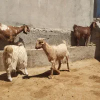 6راس بزغاله درشت