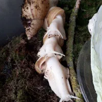 حلزون پیش مولد آچاتینا