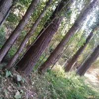 خرید انواع چوب جنگلی