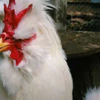 خروس یک ساله