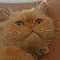 گربه خانگی نژاد پرشین اصیل