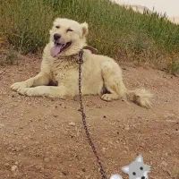 سگ نر