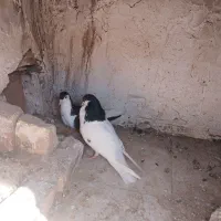 کبوتر ساده