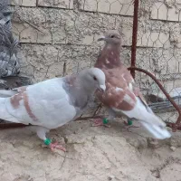 کبوتر غوره ای