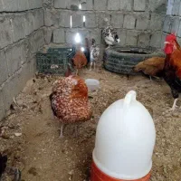 مرغ و خروس