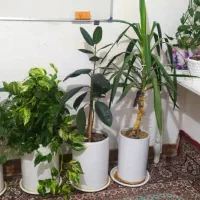 گلدان
