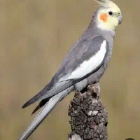 عروس هلندی نر
