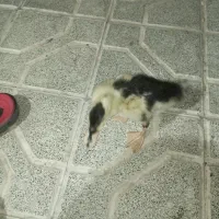 یک عدد جوجه اردک بازی هوش