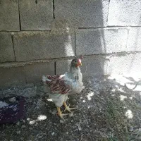 جوجه خروس ویاندوت