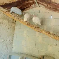 مرغ شاخدار