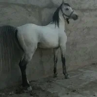 اسب|اسب و تجهیزات اسب‌سواری|اصفهان, نقش جهان|دیوار