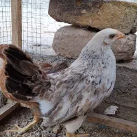 جوجه
