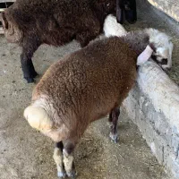 بره نر جهت قربانی