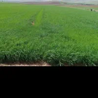 زمین کشاورزی آبی سرابکلان