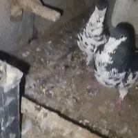 کفتر کبوتر مسافتی اصیل